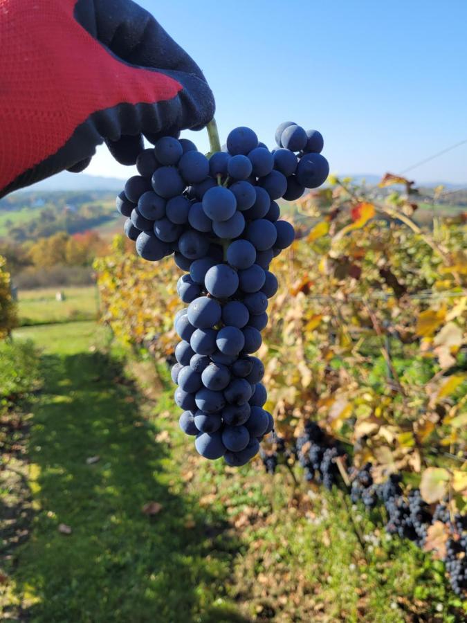 Fantastic View Vineyard Beskid Mountains Gruszow  Extérieur photo